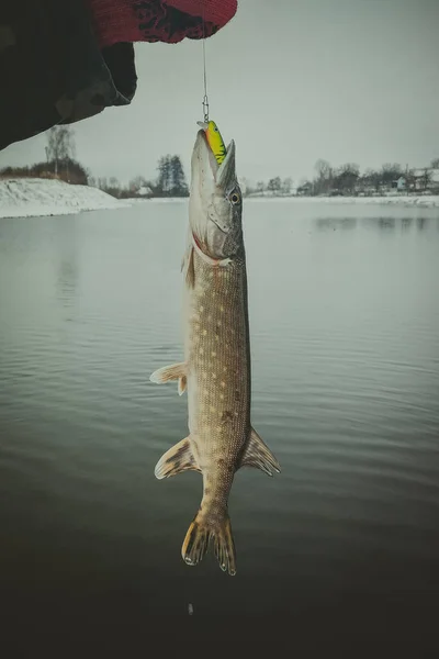 Pike fishing on the lake. Fishing recreation