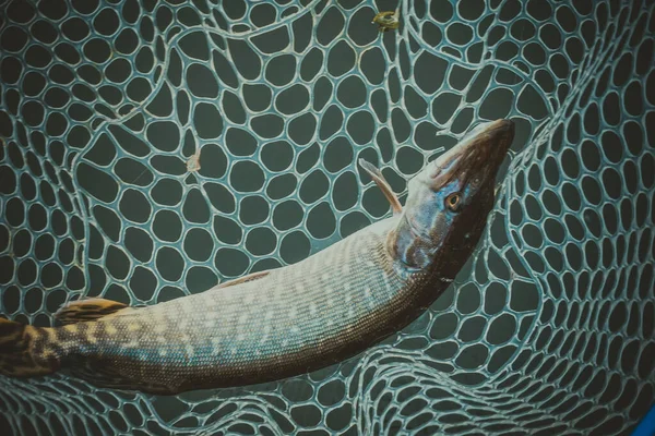 Pesca Deporte Recreación Fondo — Foto de Stock