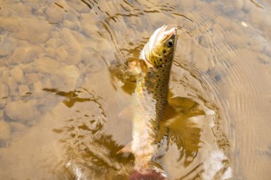 Dağ nehrinde alabalık avlamak