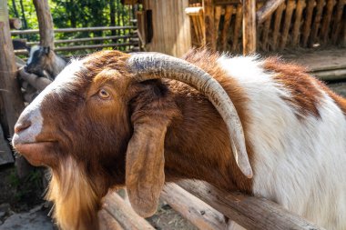 Karpatların Dağ Keçileri