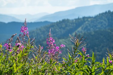 Dağların muhteşem manzarası