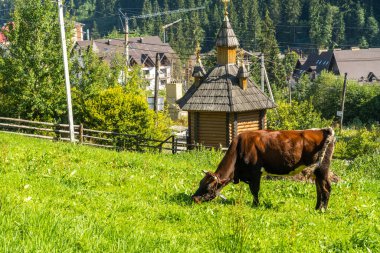 İnekler dağlık arazide otlar.
