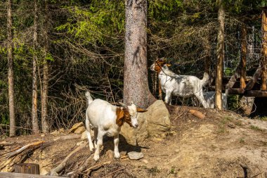 Karpatların Dağ Keçileri