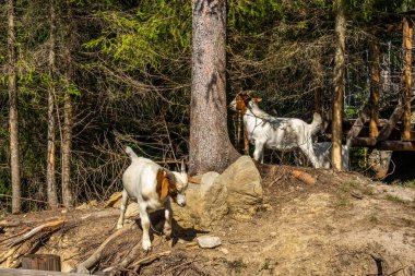 Karpatların Dağ Keçileri
