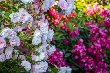 Güzel Ukrayna şehri Ternopil. Ternopil sokakları