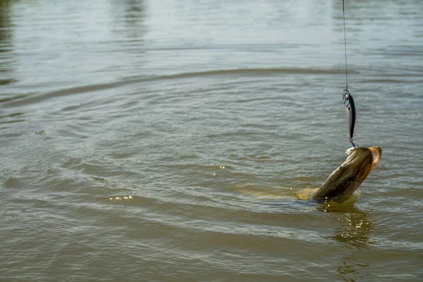 Pêche Sur Lac Contexte Pêche — Photo