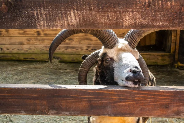 Cabras Montaña Los Cárpatos —  Fotos de Stock