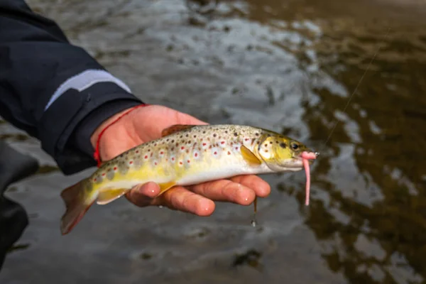 Pesca Truchas Río Montaña —  Fotos de Stock