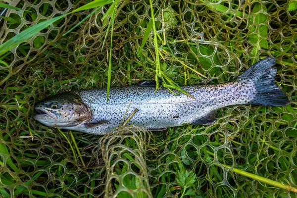 Angeln Auf Dem See Hintergrund Der Fischerei — Stockfoto