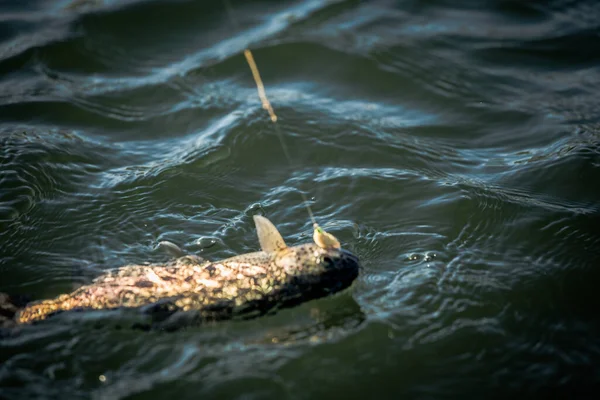 Pesca Truta Lago — Fotografia de Stock