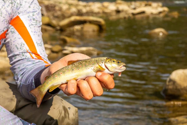 Pesca Della Trota Fiume Montagna — Foto Stock