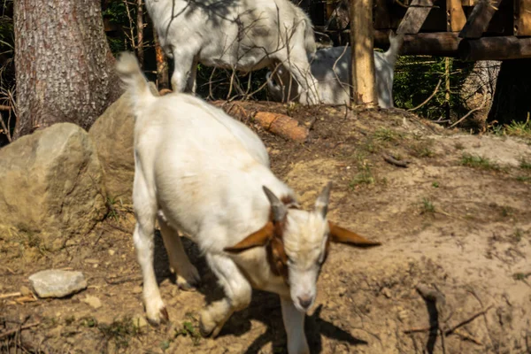 Cabras Montaña Los Cárpatos —  Fotos de Stock