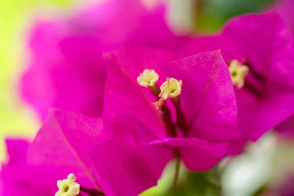 Vackra Blommor Närbild Bakgrund Struktur — Stockfoto