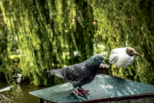 Kopenhag Daki Güzel Yeşil Park — Stok fotoğraf