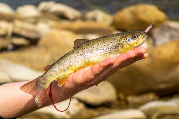 Pesca Truchas Río Montaña —  Fotos de Stock