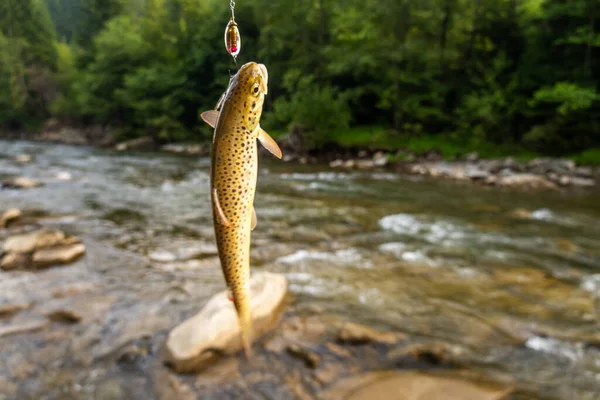 Vissen Naar Forel Een Bergrivier — Stockfoto