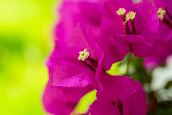 Vackra Blommor Närbild Bakgrund Struktur — Stockfoto