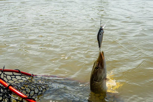 Angeln Auf Dem See Hintergrund Der Fischerei — Stockfoto