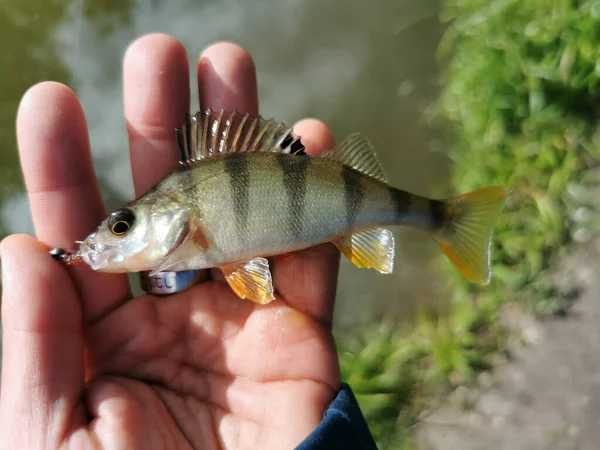 Fishing on the lake. Fishing background.