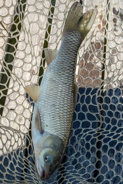 Рыбалка Озере Отдых Городом — стоковое фото
