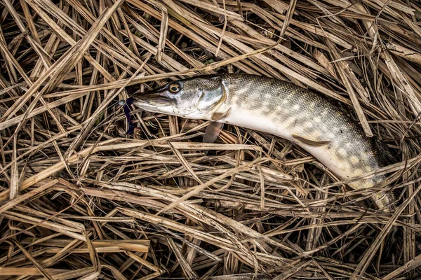 Pesca Sport Ricreazione Sfondo — Foto Stock