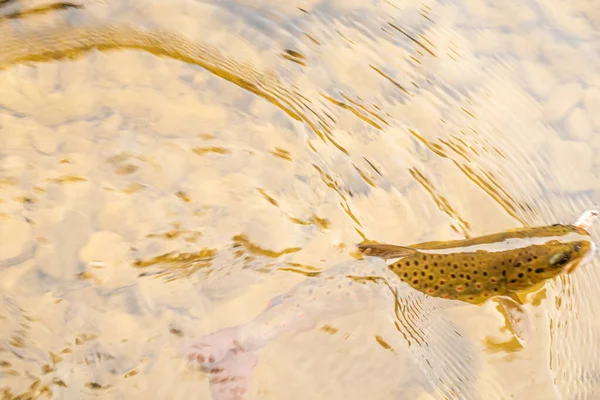 Fishing Trout Mountain River — Stock Photo, Image