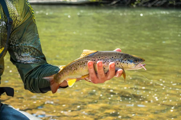 Dağ nehrinde alabalık avlamak