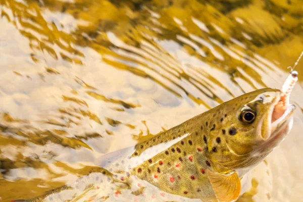 Pesca Truchas Río Montaña — Foto de Stock