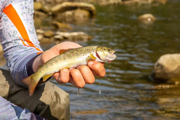 Pesca Truta Rio Montanha — Fotografia de Stock