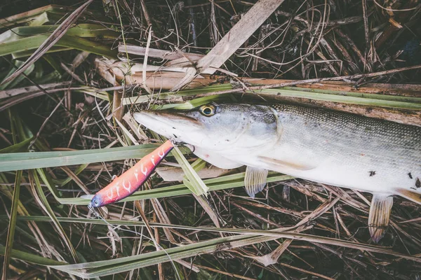 Pike Rybaření Jezeře Sportovní Rybolov Outdoorové Aktivity — Stock fotografie