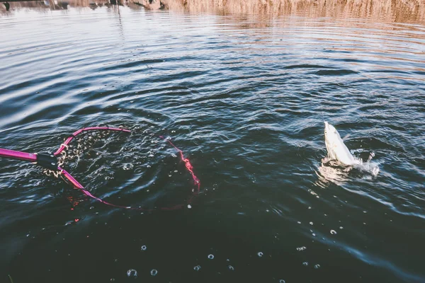 Pesca Alla Trota Sul Lago Pesca Sportiva Attività All Aria — Foto Stock