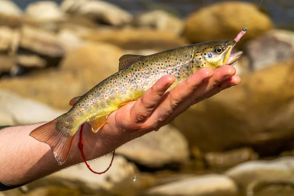 Pesca Truchas Río Montaña —  Fotos de Stock