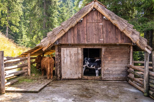 Las Vacas Pastan Las Tierras Altas —  Fotos de Stock