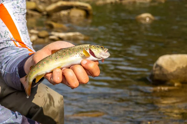 Fishing Trout Mountain River — Stock Photo, Image