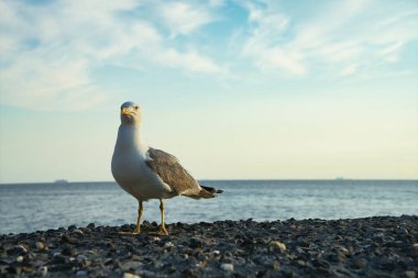 Yukarısında evler ve İtalya 'da deniz kenarında duran martılarla kayalık bir uçurum..