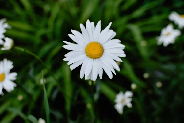 Field of camomiles at sunny day at nature. Camomile daisy flowers, field flowers, chamomile flowers, spring day