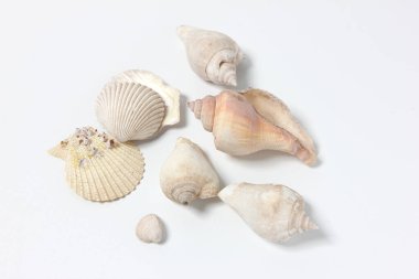 Mermi kalıpları, yaz arkaplanı. Kopyalama alanı olan üst görünüm.