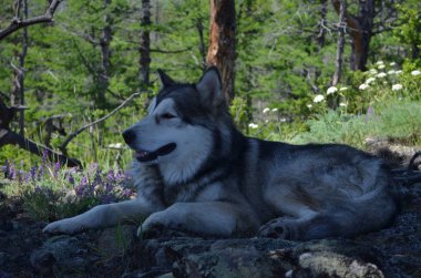 Sibirya ormanında Alaska malamute