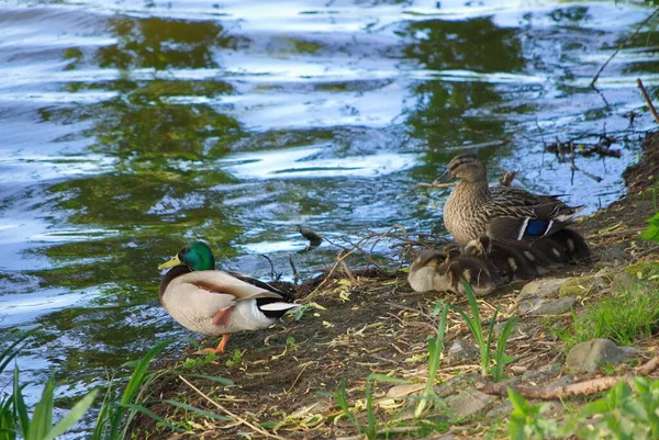 Patos Entenfamilie Mit Vielen Kueken Wasser — Foto de Stock