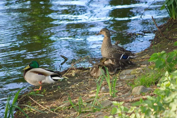 Patos Entenfamilie Mit Vielen Kueken Wasser — Foto de Stock
