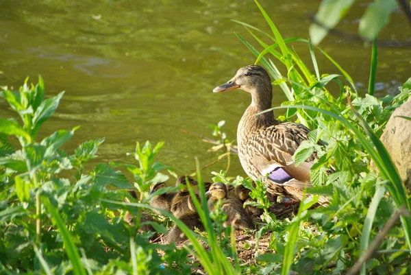 Eenden Entenfamilie Mit Vielen Kueken Wasser — Stockfoto