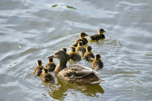 Patos Entenfamilie Mit Vielen Kueken Wasser — Foto de Stock