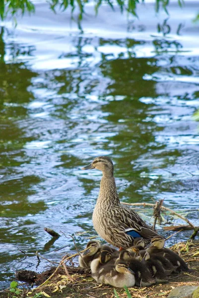 Patos Entenfamilie Mit Vielen Kken Wasser — Foto de Stock