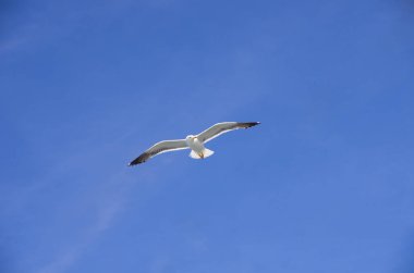 Fliegende Moewe bei Sonnenschein von unten an blauem Himmel