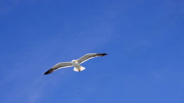 Fliegende Moewe bei Sonnenschein von unten an blauem Himmel