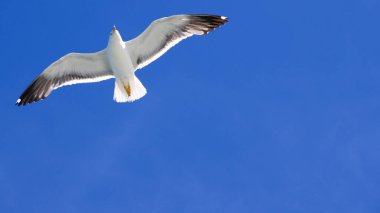 Fliegende Moewe bei Sonnenschein von unten an blauem Himmel