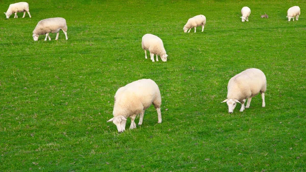 Sieben Weiche Schafe Fressen Auf Grüner Wiese Gras Mit Zwei — Stockfoto