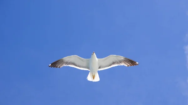 Fliegende Moewe Bei Sonnenschein Von Unten Blauem Himmel — Stock Photo, Image