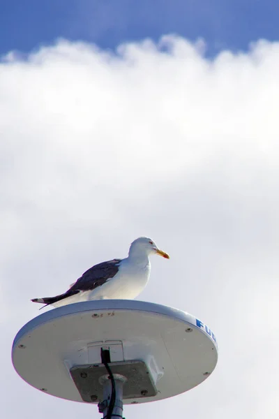 Moewe Sitzt Auf Einer Antenne Auf Einer Faehre Und Schaut — Fotografia de Stock