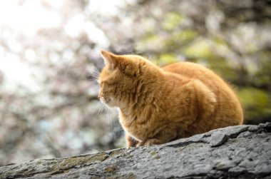 Zencefil büyük kedi güzel bir arka plan üzerinde ekmek gibi görünümlü bir taş üzerinde oturan